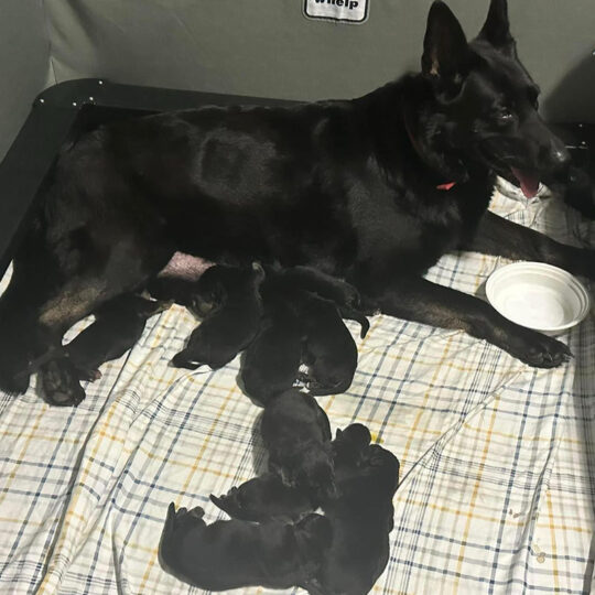 AKC German Shepherds Puppies